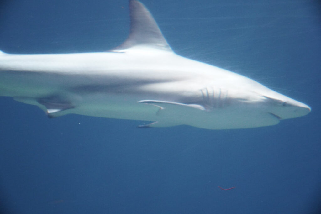 Burgers' Zoo Burgers' Zoo