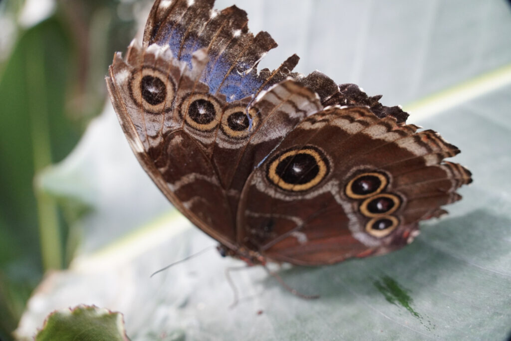 Eifalia Schmetterlingsgarten