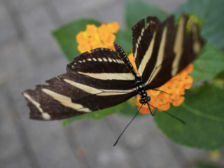 Eifalia Schmetterlingsgarten