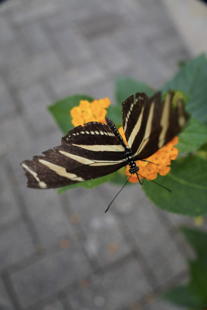Eifalia Schmetterlingsgarten