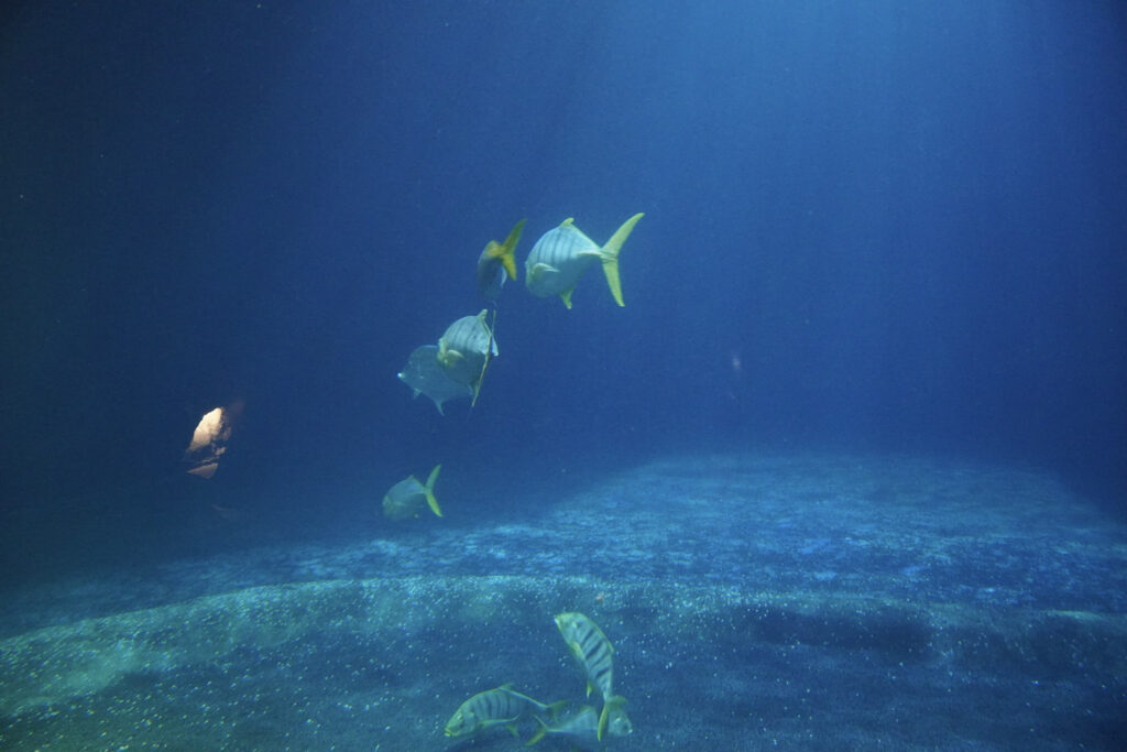 Burgers' Zoo Burgers' Zoo