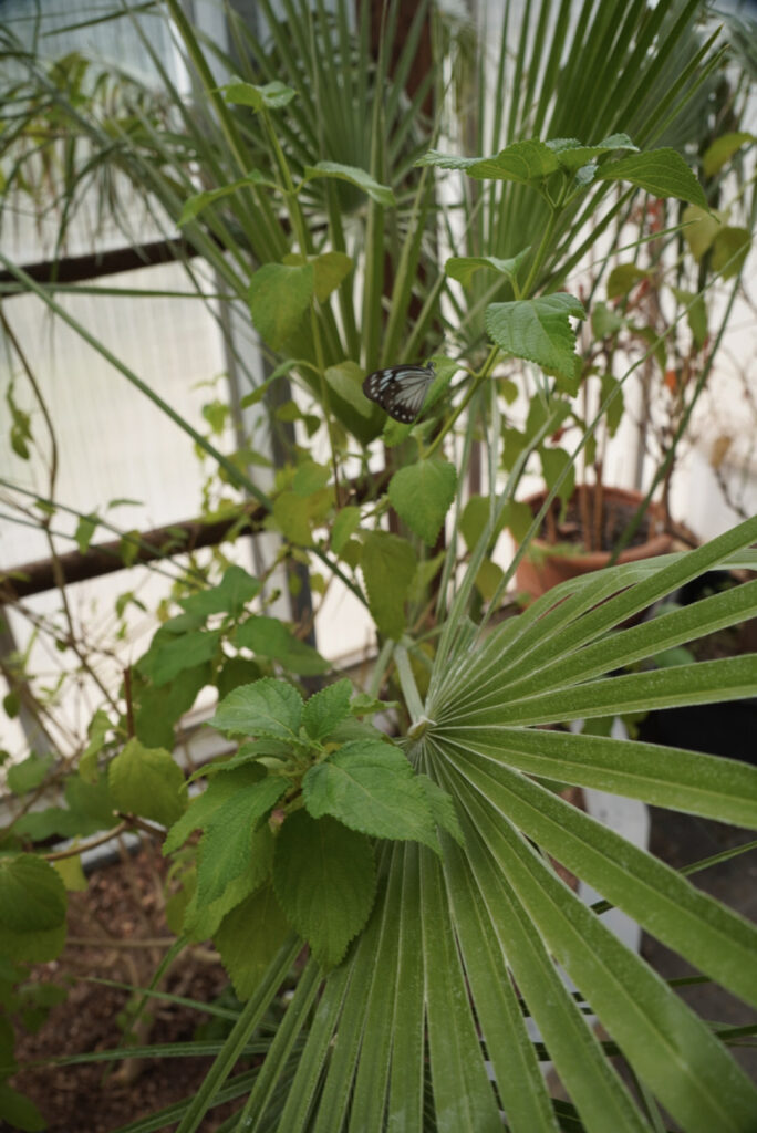 Eifalia Schmetterlingsgarten