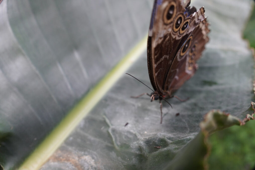 Eifalia Schmetterlingsgarten
