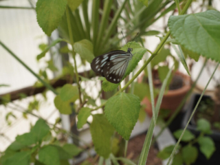 Eifalia Schmetterlingsgarten