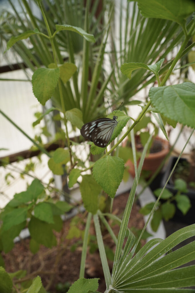 Eifalia Schmetterlingsgarten