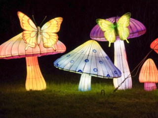 Garden of Lights Garden of Lights