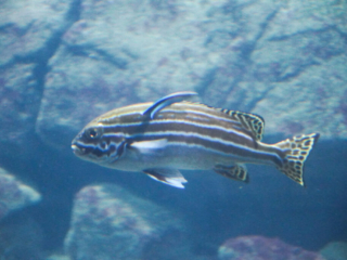 Burgers' Zoo