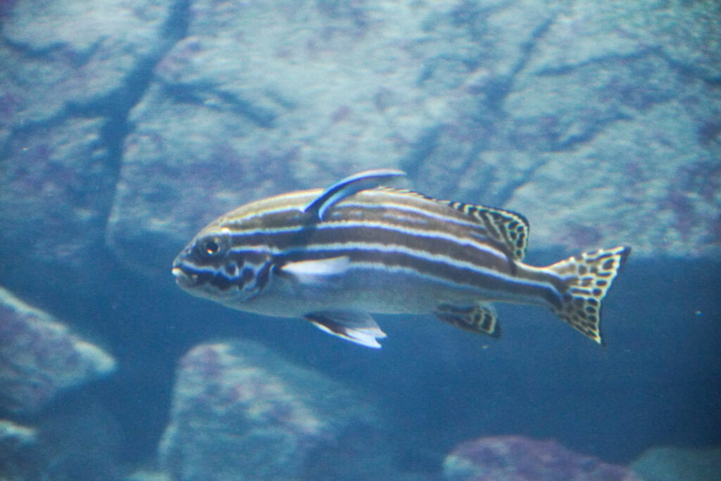 Burgers' Zoo Burgers' Zoo