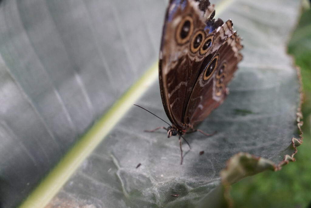 Eifalia Schmetterlingsgarten
