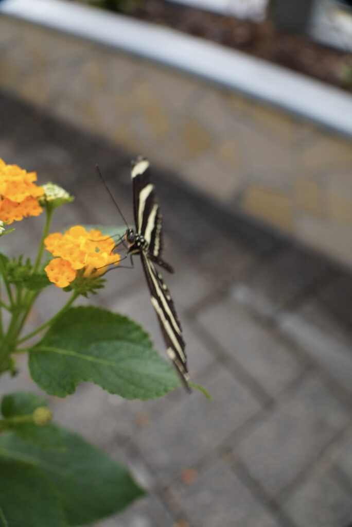 Eifalia Schmetterlingsgarten
