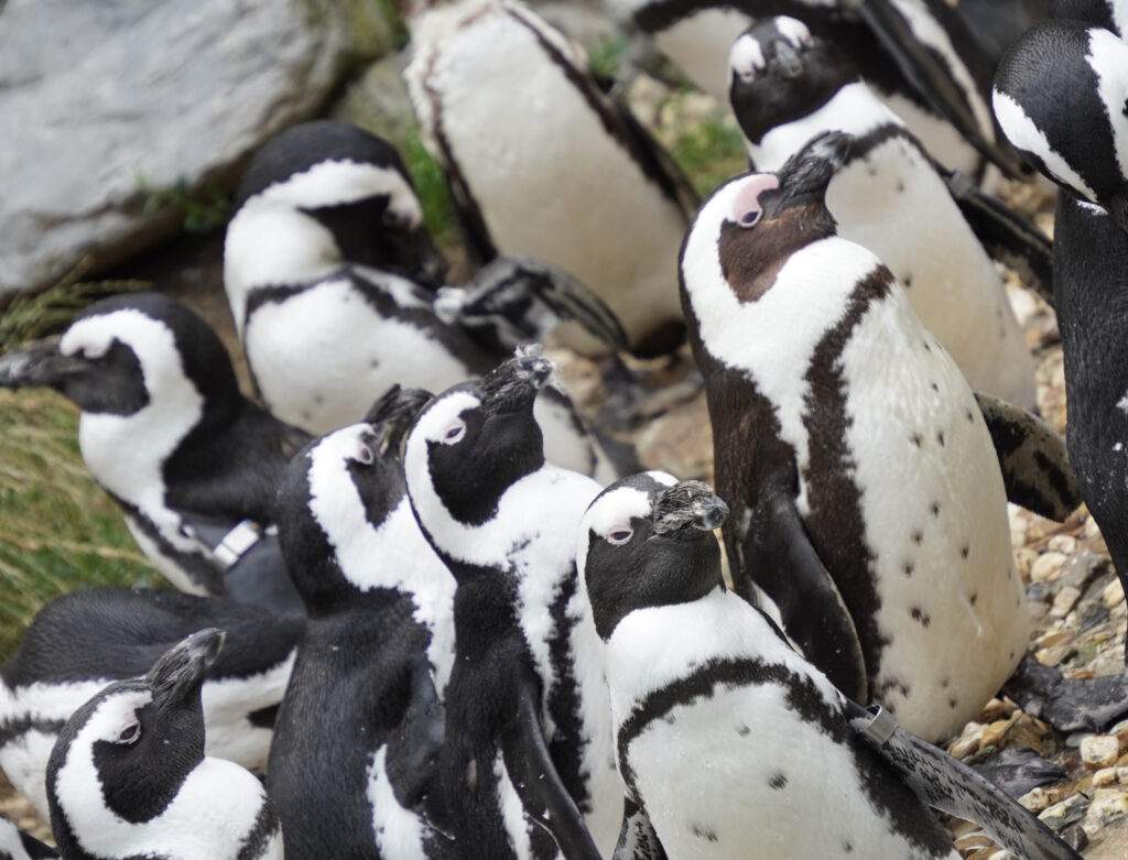 Burgers' Zoo Burgers' Zoo