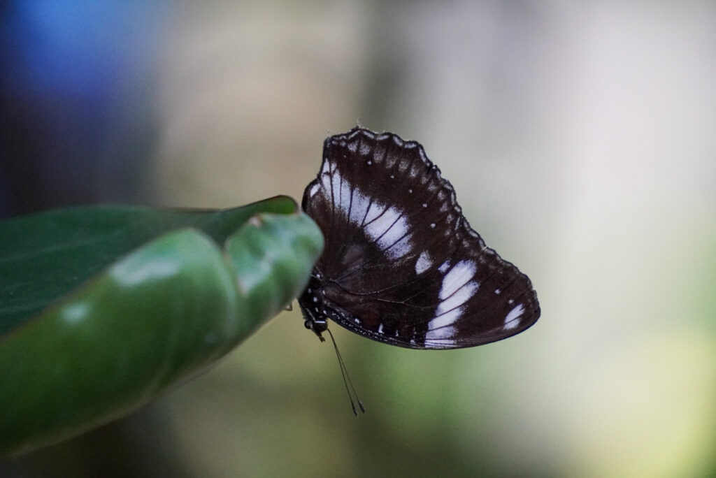 Eifalia Schmetterlingsgarten