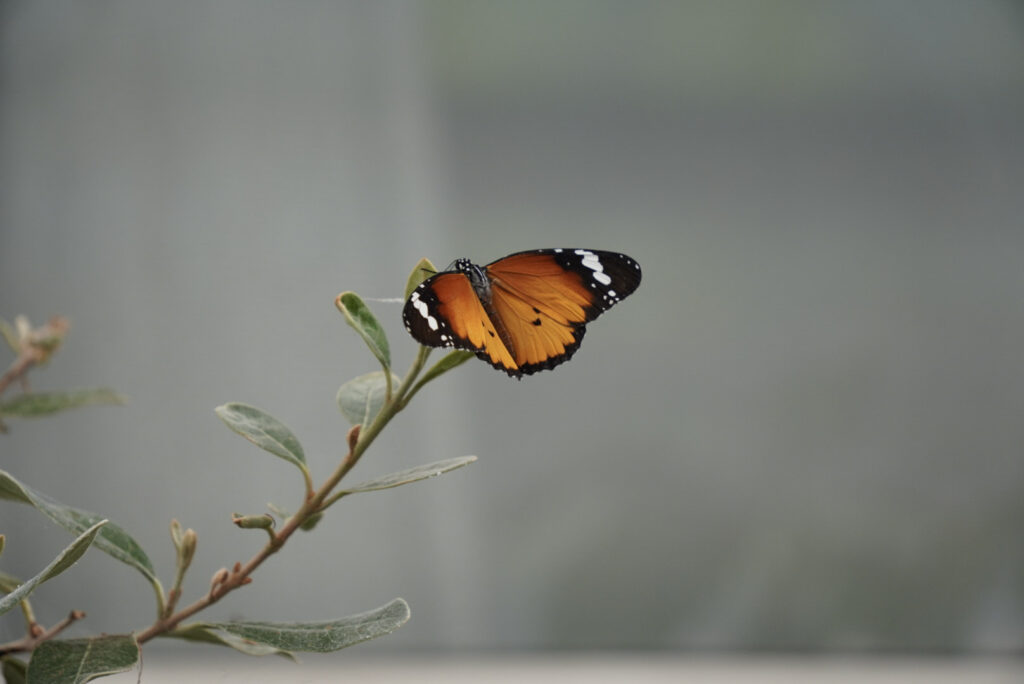 Eifalia Schmetterlingsgarten