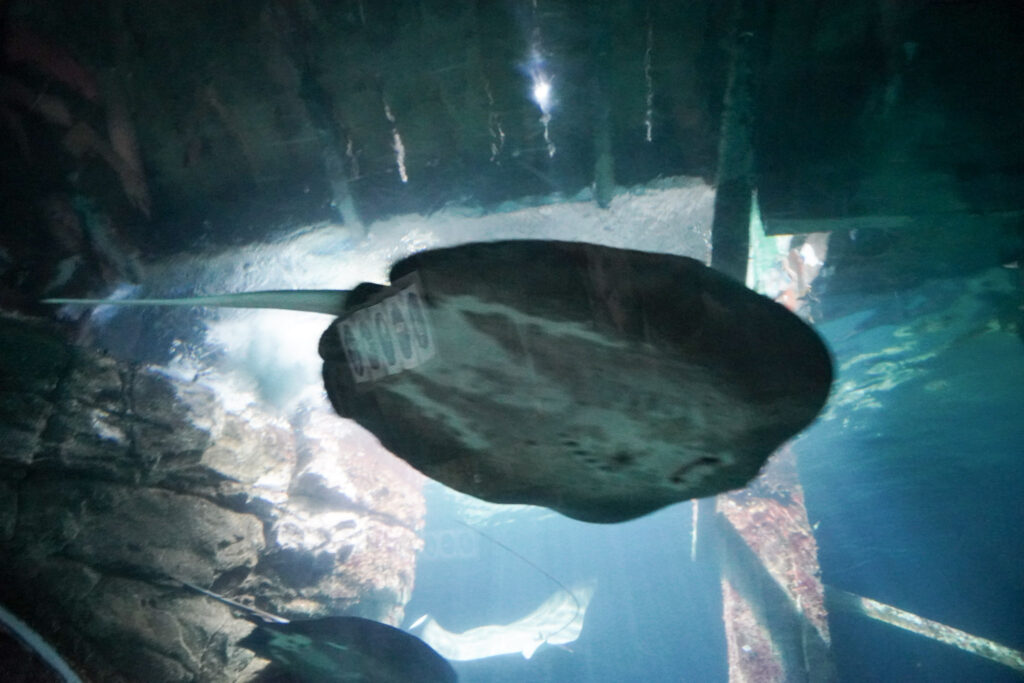 Burgers' Zoo Burgers' Zoo