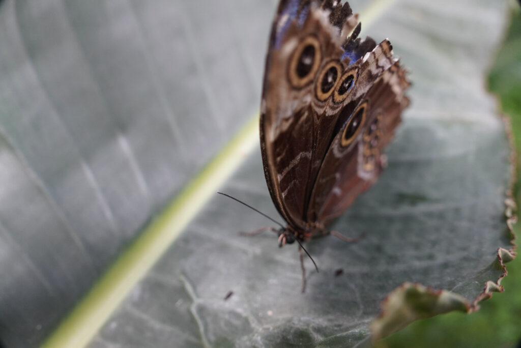 Eifalia Schmetterlingsgarten