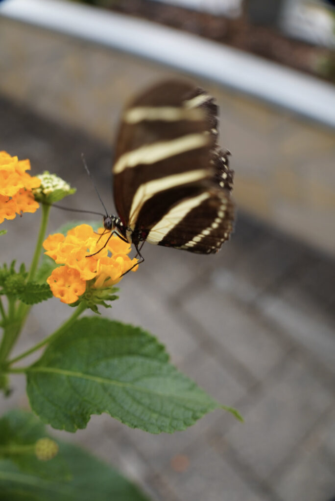 Eifalia Schmetterlingsgarten