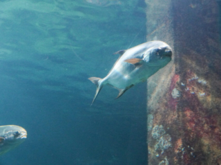 Burgers' Zoo