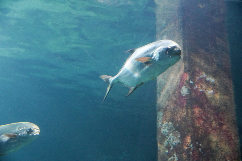 Burgers' Zoo Burgers' Zoo