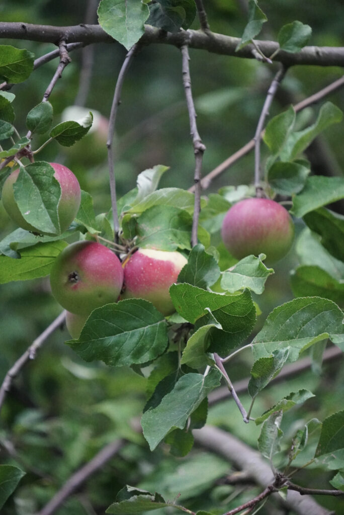 Zeitblende 1975 - Freilichtmuseum Kommern