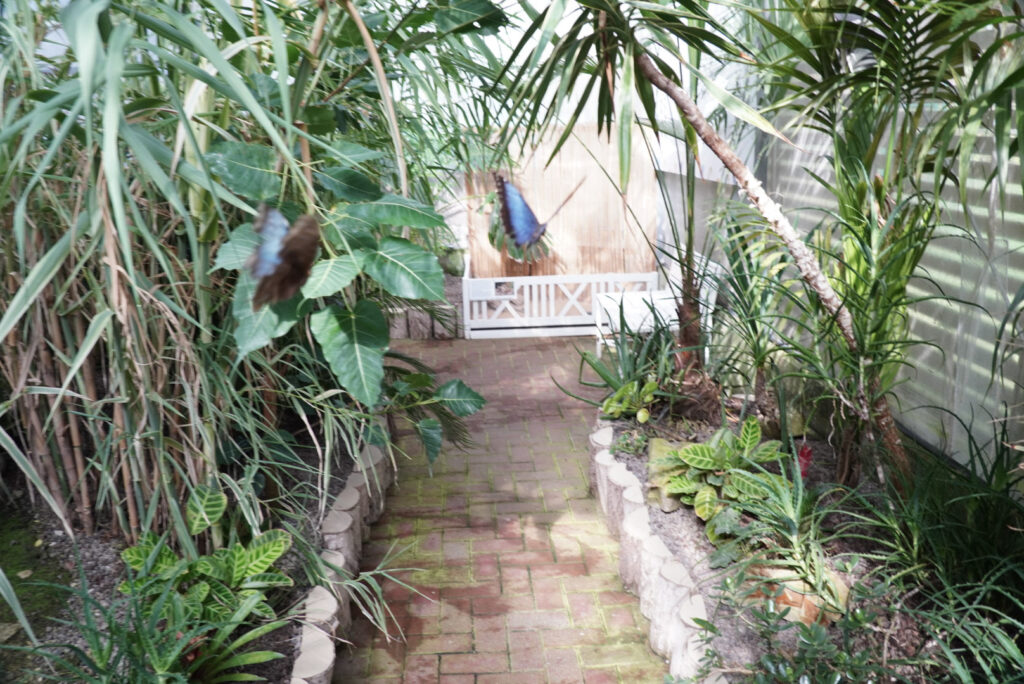 Eifalia Schmetterlingsgarten