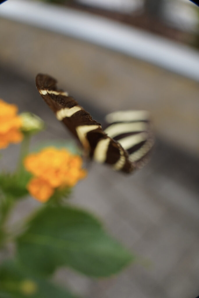 Eifalia Schmetterlingsgarten