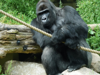 Burgers' Zoo