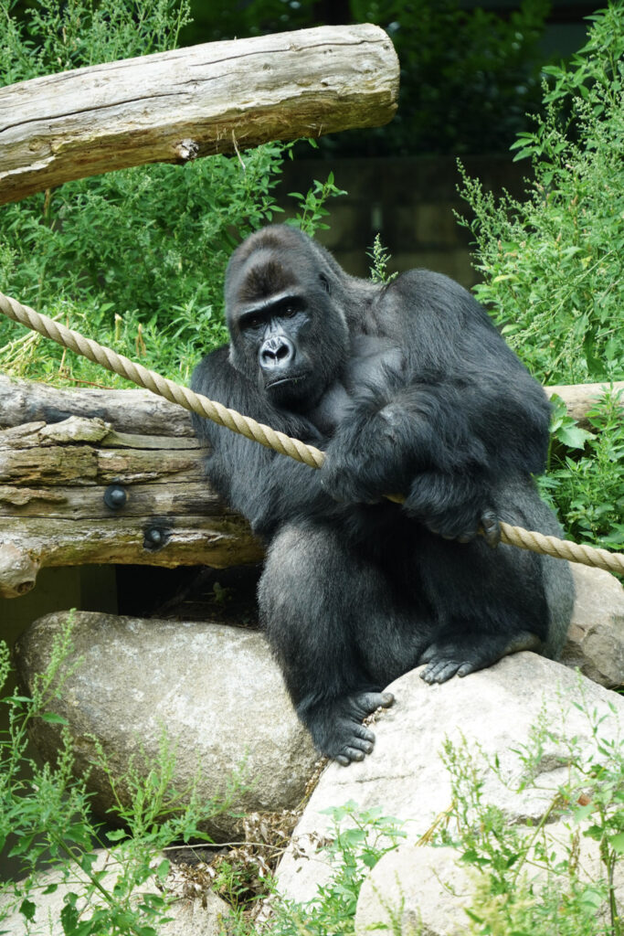 Burgers' Zoo Burgers' Zoo