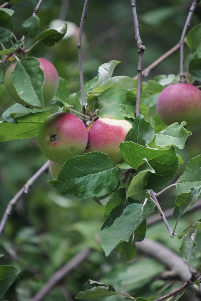 Zeitblende 1975 - Freilichtmuseum Kommern