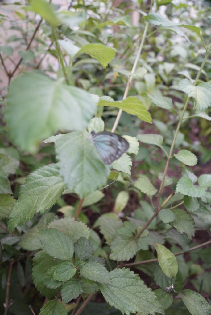 Eifalia Schmetterlingsgarten