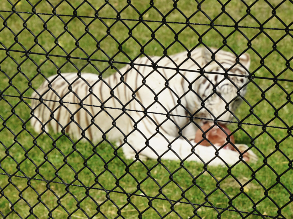 El Mundo Fantasia - Mondo Verde