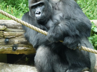 Burgers' Zoo