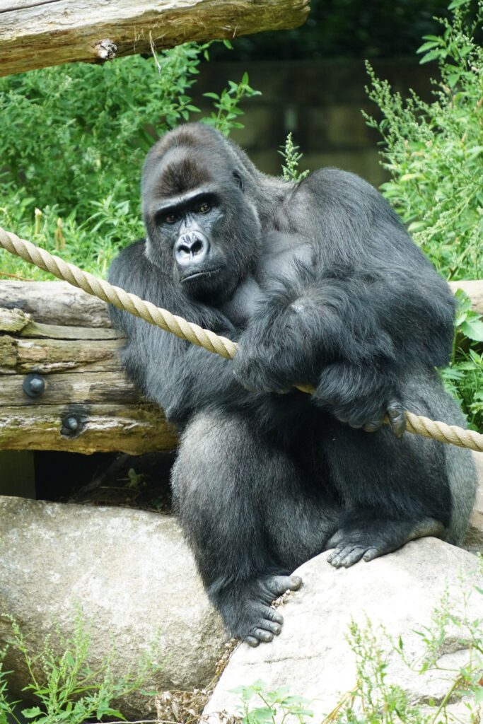 Burgers' Zoo Burgers' Zoo