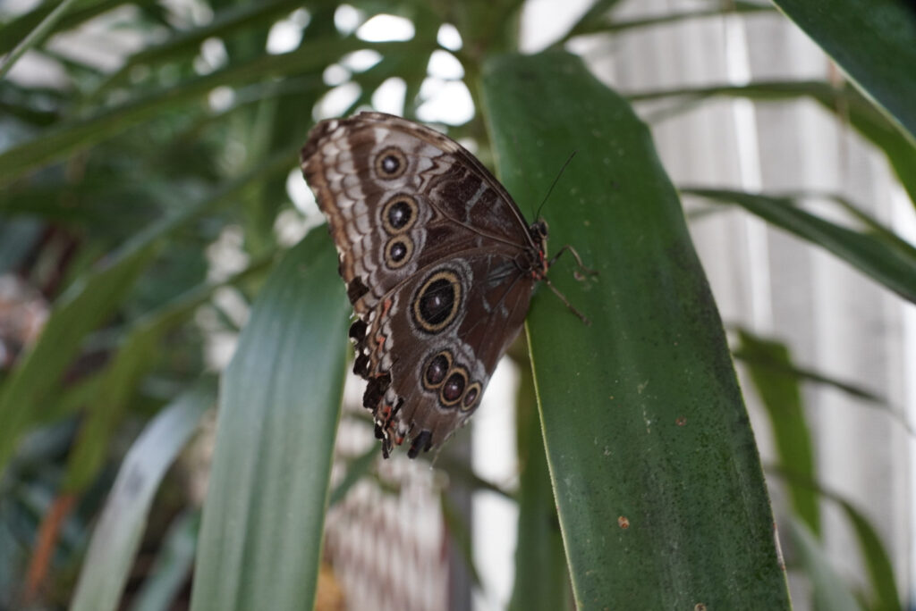 Eifalia Schmetterlingsgarten