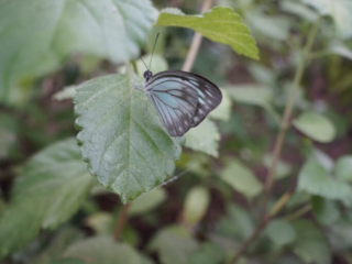 Eifalia Schmetterlingsgarten