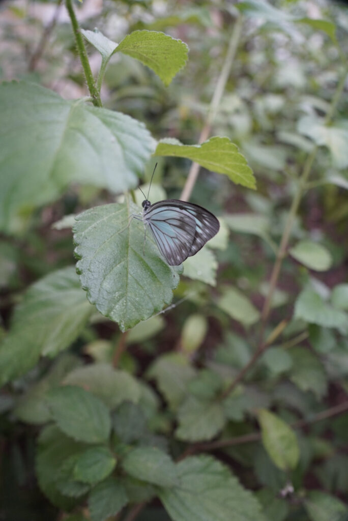 Eifalia Schmetterlingsgarten