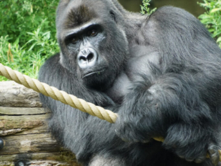 Burgers' Zoo