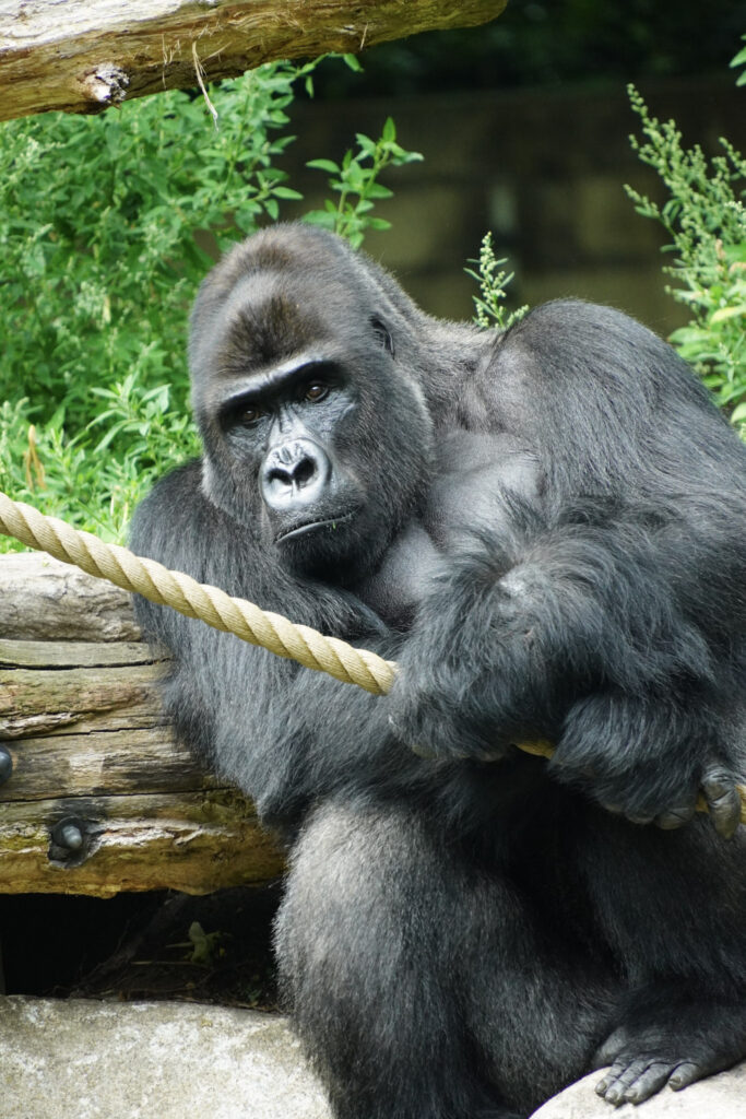 Burgers' Zoo Burgers' Zoo