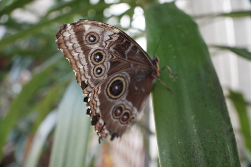 Eifalia Schmetterlingsgarten