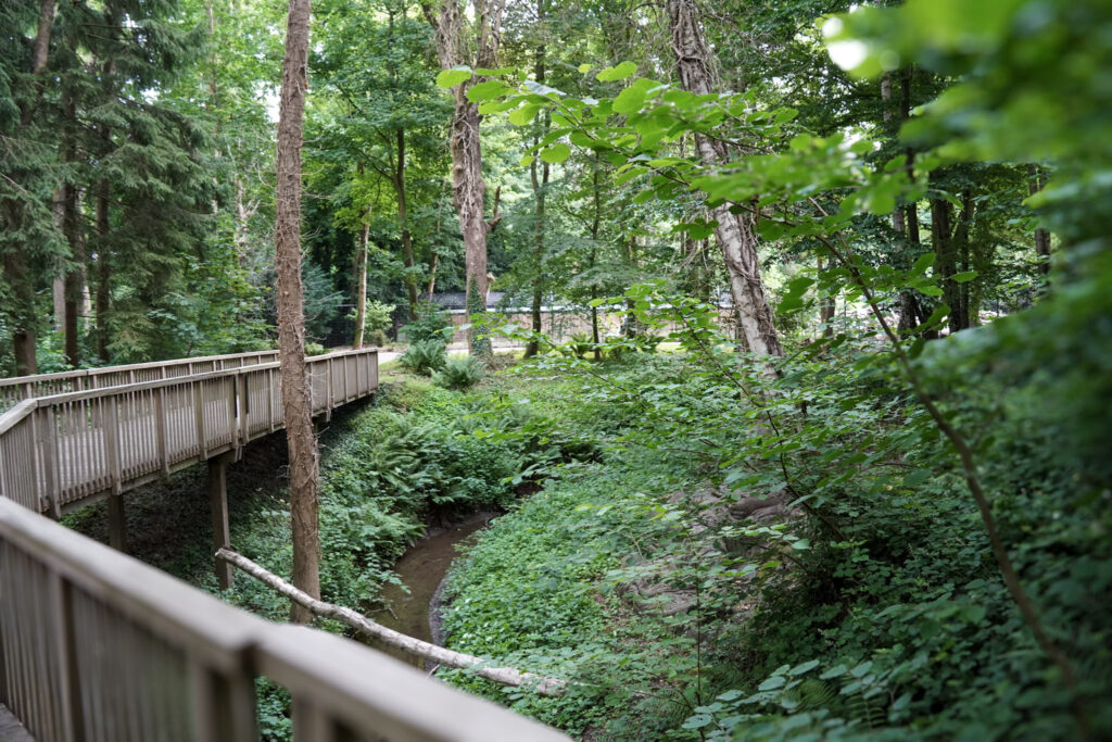 El Mundo Fantasia - Mondo Verde