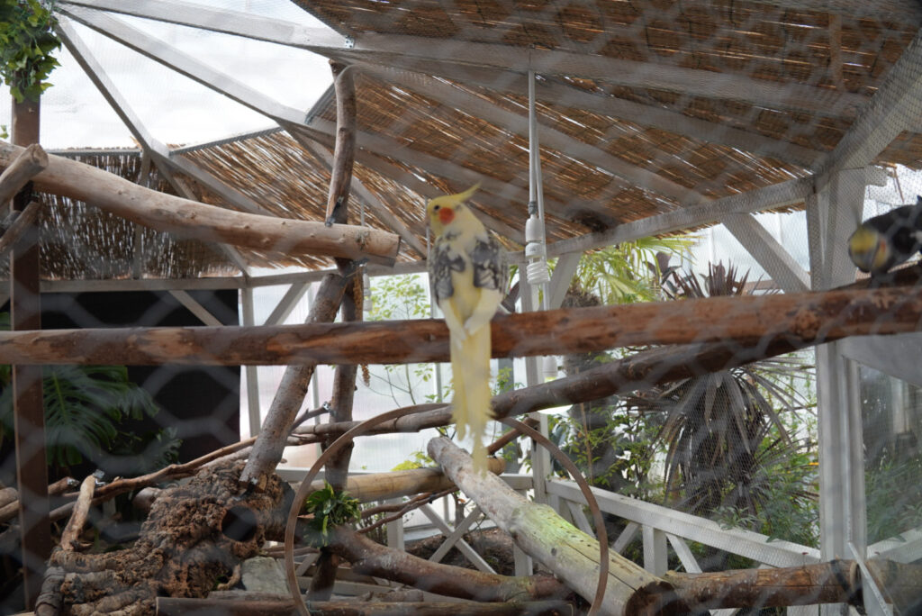 Eifalia Schmetterlingsgarten