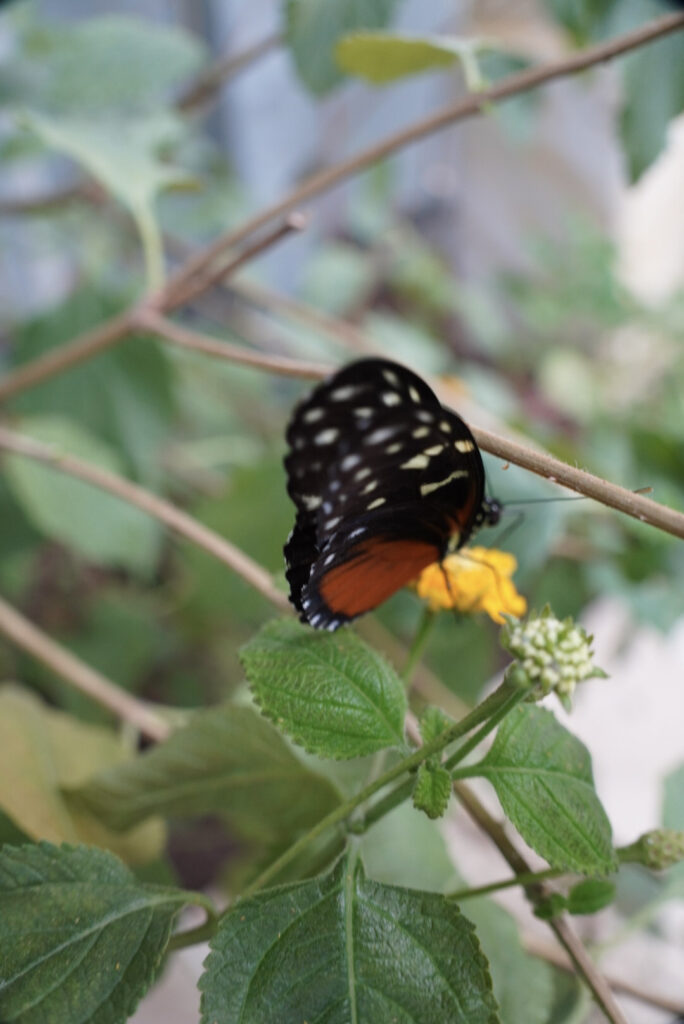 Eifalia Schmetterlingsgarten