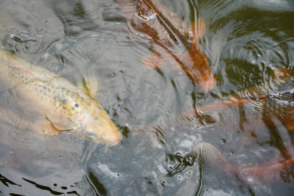 El Mundo Fantasia - Mondo Verde