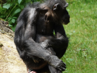 Burgers' Zoo