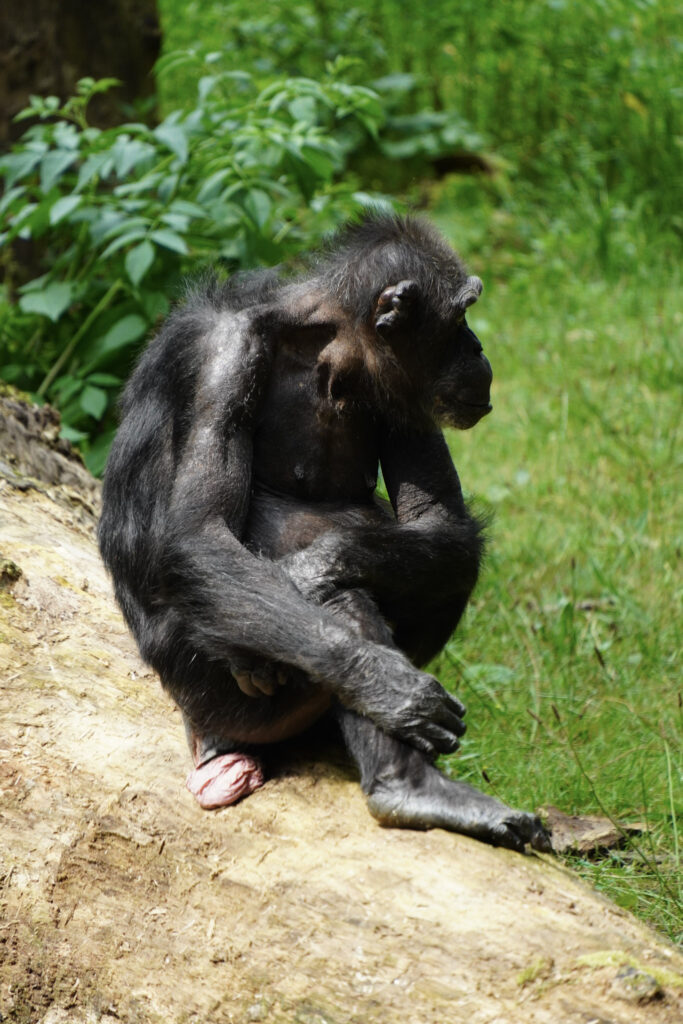 Burgers' Zoo Burgers' Zoo