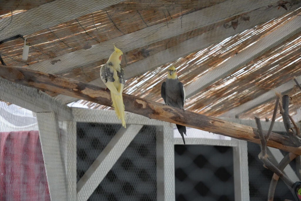 Eifalia Schmetterlingsgarten