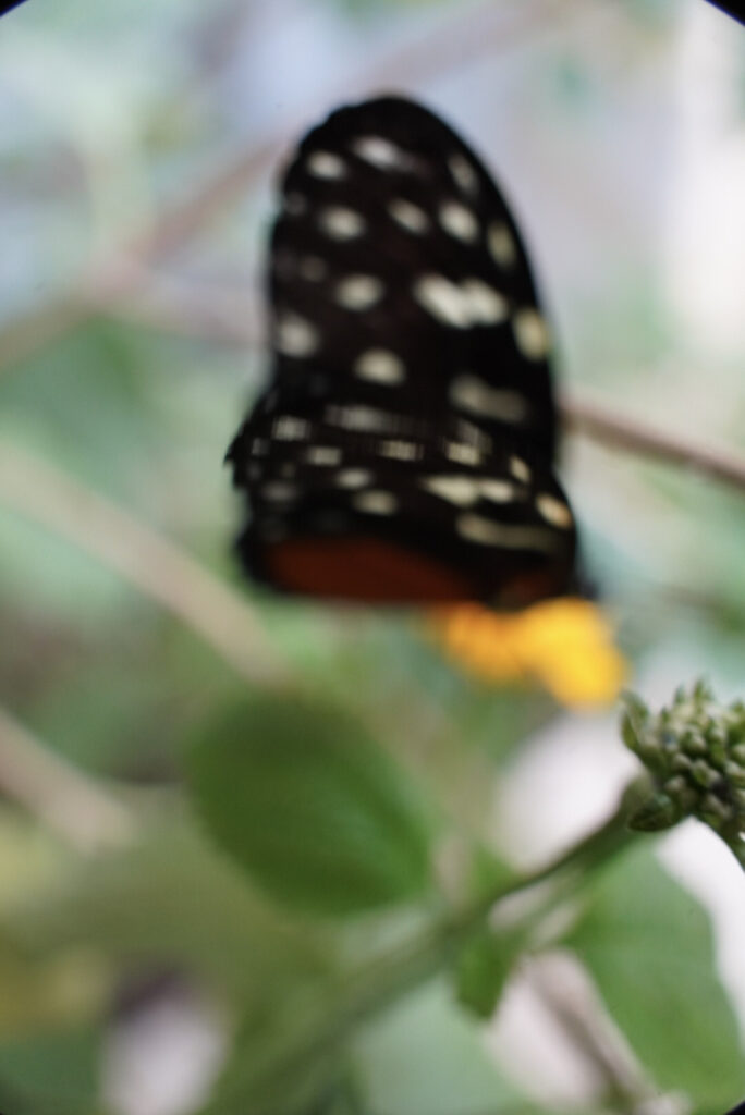 Eifalia Schmetterlingsgarten