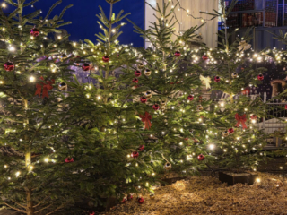 Cranger Weihnachtszauber