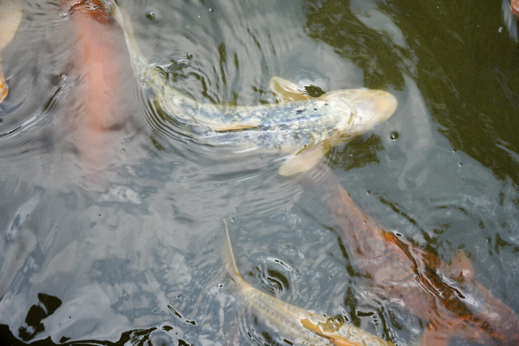 El Mundo Fantasia - Mondo Verde