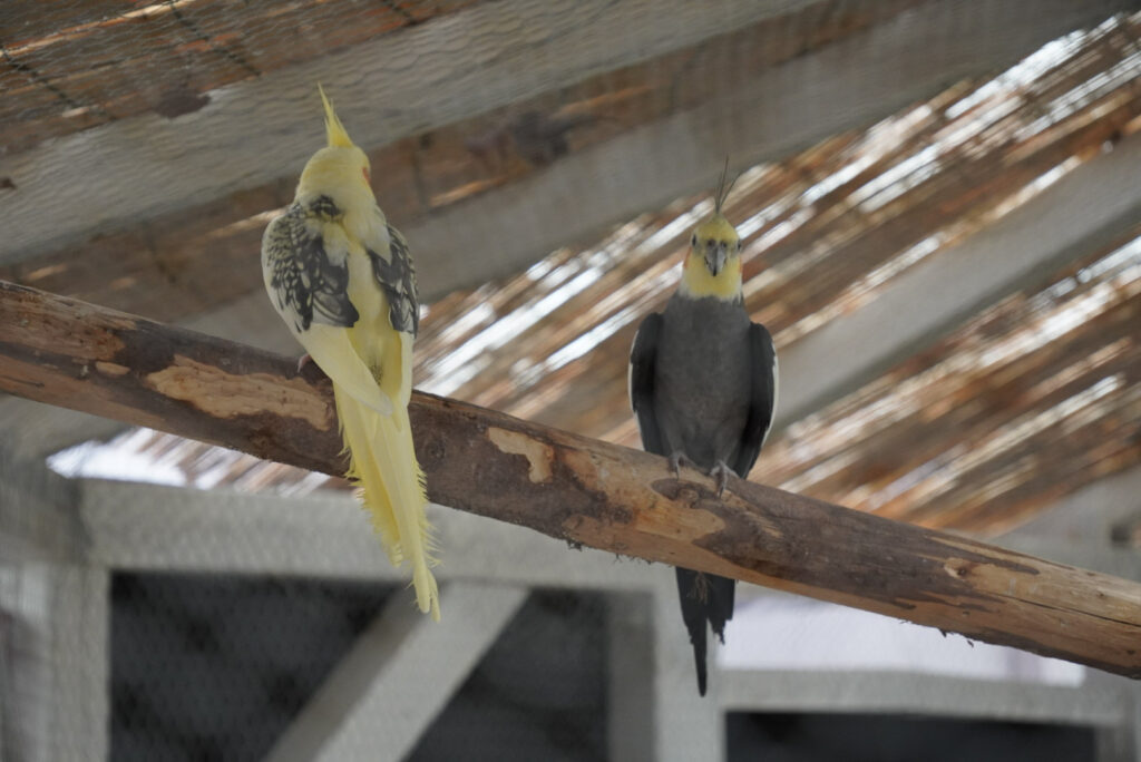 Eifalia Schmetterlingsgarten