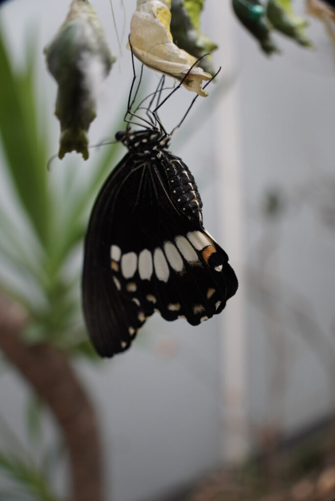 Eifalia Schmetterlingsgarten